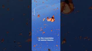 The great monarch migration #monarchbutterfly #butterfly #mexico