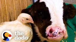 Baby Cow Who Was All Alone For Months Now Falls Asleep With His Chicken Every Night  The Dodo