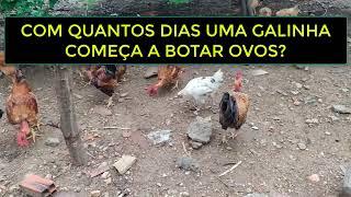 COM QUANTOS DIAS UMA GALINHA COMEÇA A BOTAR OVOS