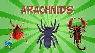 Arachnids  Educational Video for Kids