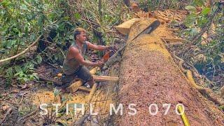 BIG POWER‼️ MENGOLAH KAYU KUNING BESAR MENGGUNAKAN CHAINSAW STIHL MS 070