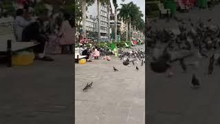 #short the smart boy catch the pigeons #catchpigeons #pigeons #kingofpigeon️️️