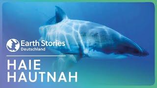 XXL-Doku Tauchabenteuer im Ozean  Weißer Hai hautnah  Earth Stories Deutschland
