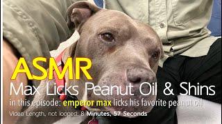 Max Licks Peanut Oil & A Shin  ASMR DOG LICKING  No Talking