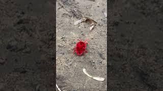 Giant Red Velvet Mite Trying to Climb into Hole  ViralHog