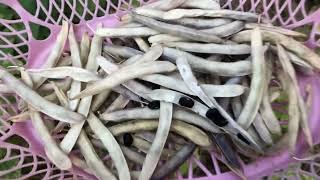 Know When and How to Harvest Black Beans #gardening #gardeningtips #beans #bean #vegetables