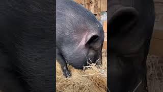 Cutest FAT GIRL PIG on TIKTOK #shorts