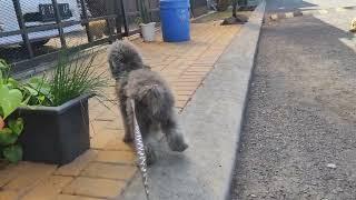 Anjing poodle light silver lucu #anjinglucu #anjingpoodle