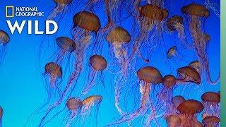 Jellyfish 101  Nat Geo Wild