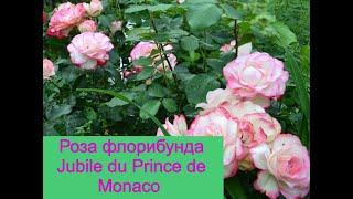 Роза флорибунда Jubile du Prince de Monaco Юбилей принца Монако.  Видео обзор
