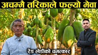 रेड लेडी मेवा अचम्मै तरिकाले फल्योएउटै बोटमा ४५ ओटा दाना  - Red lady papaya farming