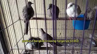 Info Stok dan harga burung terbaru hari Kamis 11 Juli 2024. Malik Jaya Sepatan