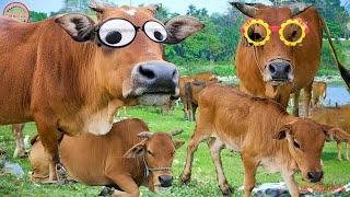 con bò  - tổng hợp những bài hát hát về con bò hay nhất - liên khúc nhạc con bò sôi động