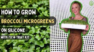 Easy Soilless Broccoli Microgreens Grow at Home with Reusable Silicone Medium & 7x14 Tray Kit