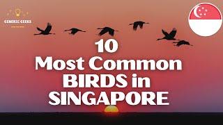 10 Most Common Birds in Singapore 