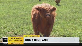 Dont have a cow - hug a cow A unique way to destress