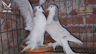 Top 10 Lahore Pigeon bird  Pigeon Lahore - Lahore Tauben - Lahori Sherazi Kabootar