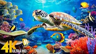 Under Red Sea 4K -  Gorgeous Coral Reef Fish and Sea Turtles Peaceful Meditation Music - 4K UHD