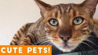 Cutest Pets of the Week Compilation May 2018  Funny Pet Videos