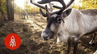 The Last Nomadic Reindeer Herders in the World
