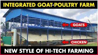 Integrated Goat and Chicken Farming  Poultry Farming and Goat Farming Together - Integrated Farming