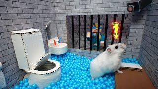 Hamster Escapes Prison Maze  Best of Hamster Adventures pets in real life Live Stream