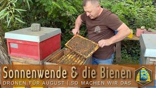 Sonnenwende & die Bienen  Dronen für August  Was machen unsere Begattungskästen?  Bienendom