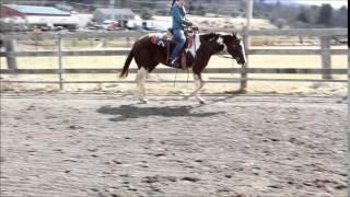 Daphne - 2010 APHA Mare For Sale