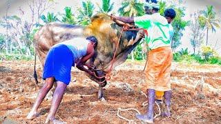 biggest hallikar Bull  race kalai  rekla kalai