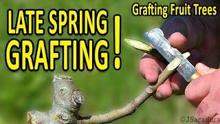 LATE SPRING GRAFTING  Grafting Fruit Trees