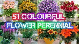 51 Colourful Perennial Flower Plants  Colourful Flower Perennial Plants  Plant and Planting