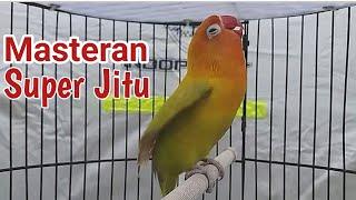 Suara lakbet JITU Banyak labet ikut terpancing emosi dan bunyi  Masteran lovebird 2023