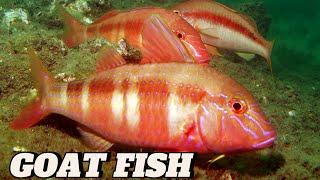 CATCH N SELL  NIGHT DIVE  SPEARFISHING PHILIPPINES  MEL SPEARFISHING TV  BANTON ROMBLON