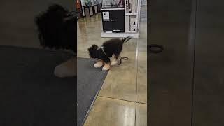 DDODALING AROUND #bernedoodle #bernedoodlepuppy #dogs #puppies   #funnyshorts  #shorts #doodles