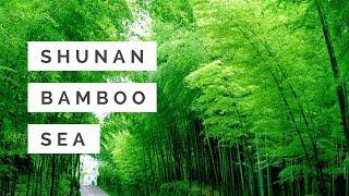 The Shunan Bamboo Sea