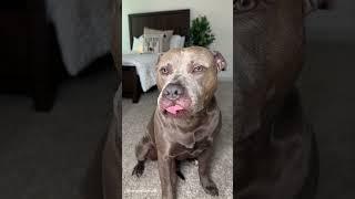 Dog Grooming & Massage ASMR #pitbull #doggrooming #asmr #satisfying #viral