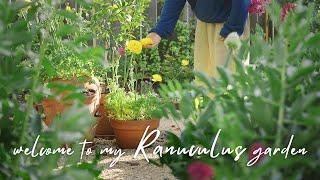 Welcome to my Rannuculus Garden from Corm to Bloom Storage｜Cut Flower Backyard｜Garden Making ep9