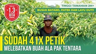 TANAMAN TINGGI 2 M DAN BUAH SANGAT LEBAT  TIPS SUKSES BERTANI