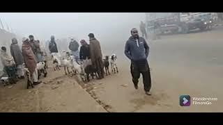 Full heavy fog Shahpur️ kangra Bakra mandi today update mandi