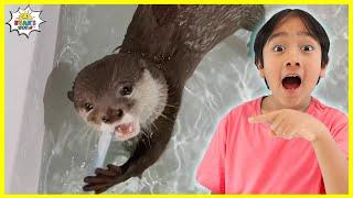 Baby Otter Learns how to Swim and more