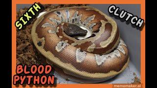 CBE Stripe Het T- Albino x CBE Stripe Het T- Albino Blood Python Clutch