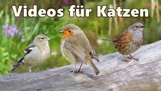 Videos für Katzen Zum Spielen  Vögel im Wunderland ⭐ Katzenfernsehen Vögel ⭐