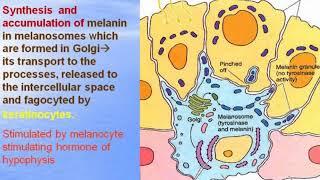 Skin and its appendages. Video-lecture by Zimatkin 25