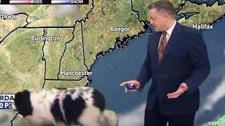 Dog Nonchalantly Strolls Through Weather Report