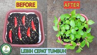 Cara Semai Cabai Yang Mudah Dari Buah Segar How to chillies easily from fresh fruit