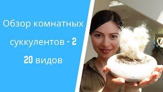 Как разместить 40 суккулентов на 3х метровом подоконнике - 2. Советы по уходу.