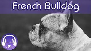 Music for French Bulldogs Keep Your Frenchie Calm and Relaxed with this Soothing Music