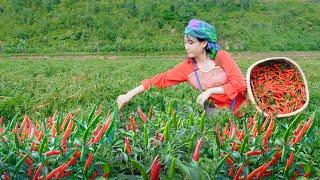 Harvesting the pepper garden to sell at the market -  Bếp Trên Bản