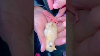 Hatched Chick ￼has weak legs  incubator test 122 #hen #shorts #youtube #youtubeshorts #pets