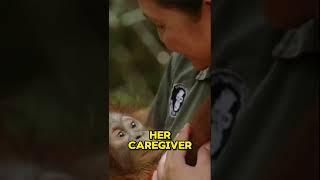 Orphaned orangutan baby loves her mom #orangutan  #cuteanimals  #babyanimals  #chimps  #cutebaby